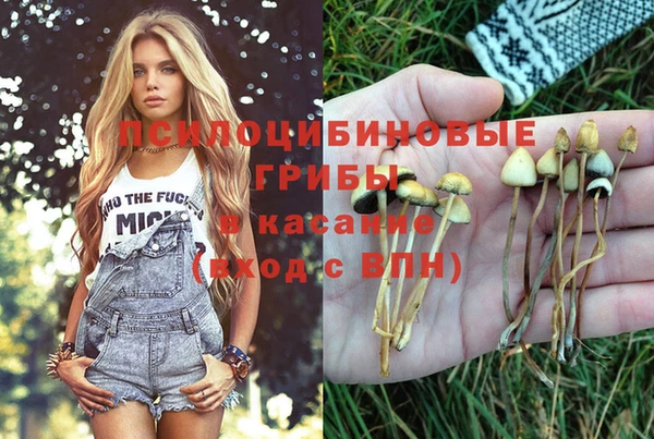 прущие грибы Балабаново